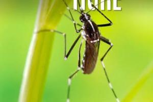 Vigilance moustique tigre